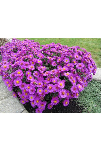 Астра кустовая Старлайт в ландшафте